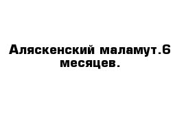 Аляскенский маламут.6 месяцев.